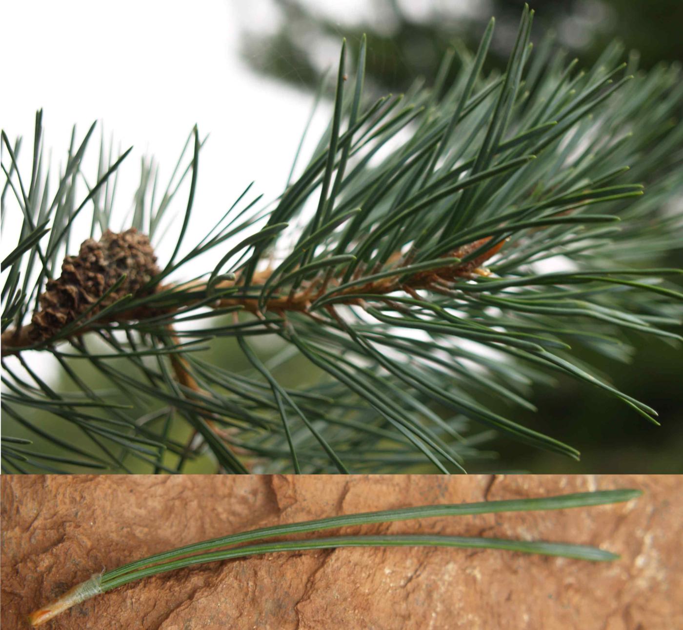 Pine, Scots leaf